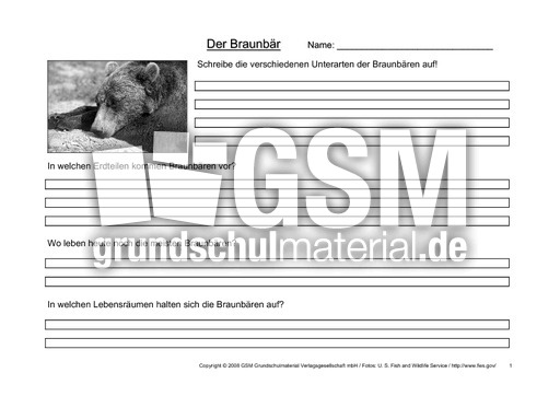 Braunbär-Fragen-1.pdf